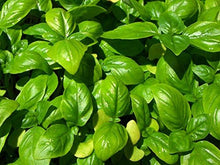 Load image into Gallery viewer, Basil Seeds
