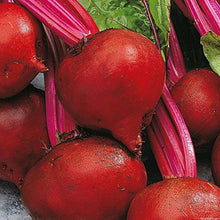 Load image into Gallery viewer, Beets, Detroit Red Seeds
