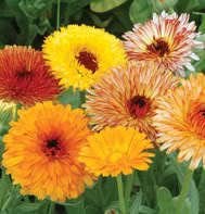 Calendula, Fancy Mix Seeds