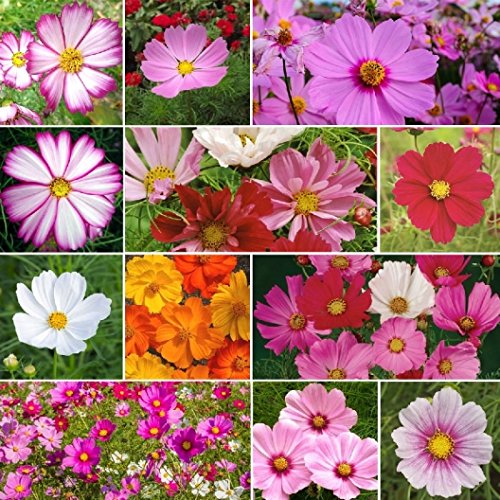Cosmos, Sensation Mix Wildflower Seed