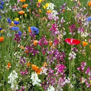 Deer Resistant Wildflower Seed Mix