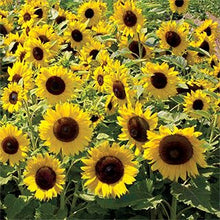 Load image into Gallery viewer, Sunflower Seeds, Dwarf Sunspot
