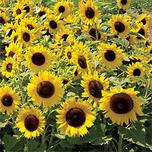 Sunflower Seeds, Dwarf Sunspot