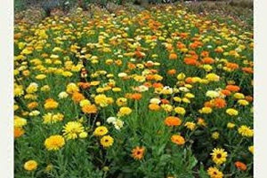 Calendula, Fancy Mix Seeds