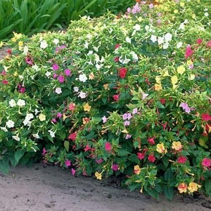 Four O'Clock Mix Flower Seeds, Mirabilis Jalapa