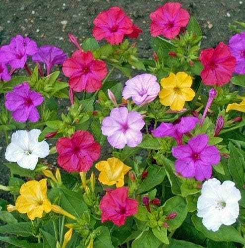 Four O'Clock Mix Flower Seeds, Mirabilis Jalapa