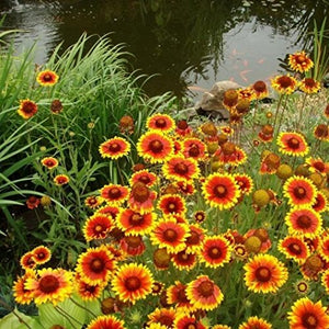 Annual Gaillardia Seeds Indian Blanket Flower -Gaillardia pulchella