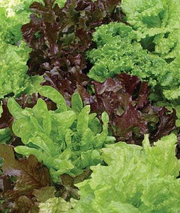 Lettuce, Mix Seeds