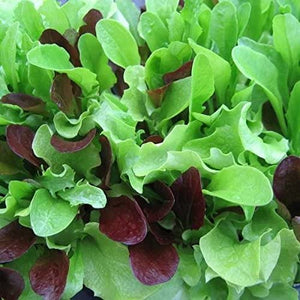 Lettuce, Mix Seeds