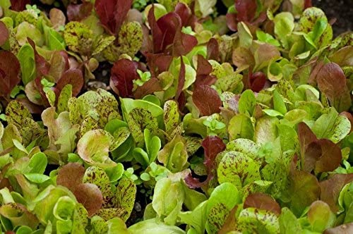 Lettuce, Mix Seeds