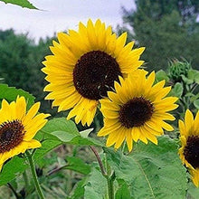 Load image into Gallery viewer, Sunflower Seeds, Mammoth Grey Stripe
