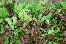Load image into Gallery viewer, Mesclun Mix
