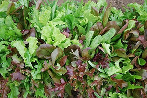 Mesclun Mix