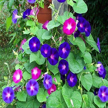 Load image into Gallery viewer, Morning Glory Mix Seeds

