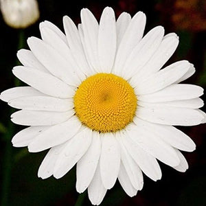 daisy wildflower seeds Daisy, Ox Eye Wildflower Seeds – Dirt Goddess Super Seeds