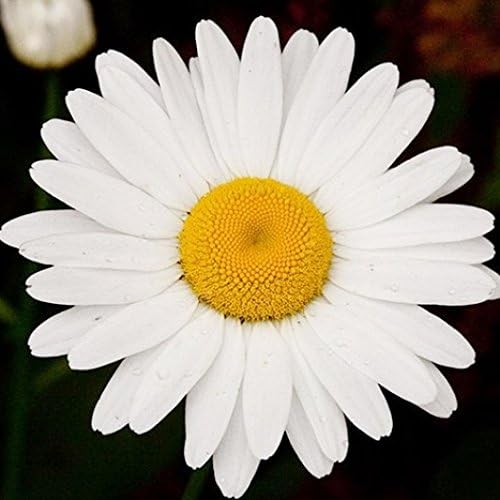 Daisy, Ox Eye Wildflower Seeds