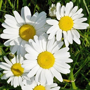 Daisy, Ox Eye Wildflower Seeds