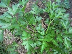 Parsley Seeds