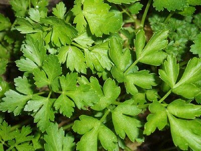 Parsley Seeds