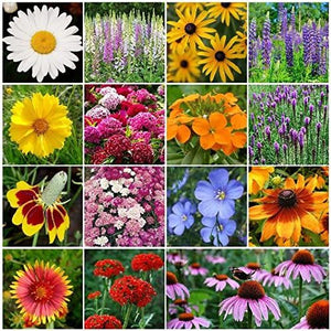 midwest wildflower seeds Midwest Wildflower Seeds – Dirt Goddess Super Seeds