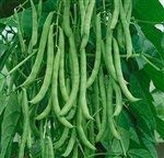 Beans, Kentucky Wonder Pole