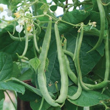 Load image into Gallery viewer, Beans, Kentucky Wonder Pole
