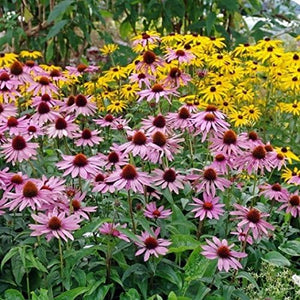 Purple Coneflower Seeds