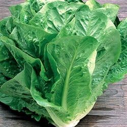 Lettuce, Romaine Seeds