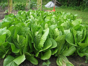 Lettuce, Romaine Seeds