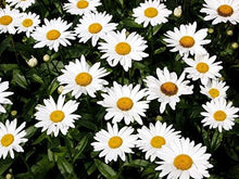Load image into Gallery viewer, Daisy, Shasta Wildflower Seeds
