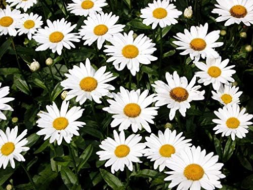Daisy, Shasta Wildflower Seeds
