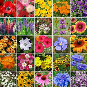 wildflower seed mix bulk South East Wildflower Seeds – Dirt Goddess Super Seeds