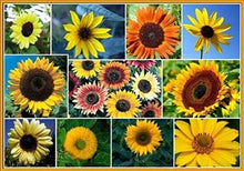 Load image into Gallery viewer, Sunflower Seeds, Sunflower Mix
