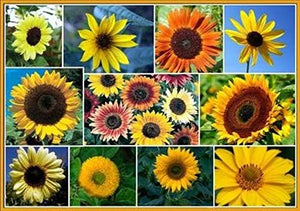Sunflower Seeds, Sunflower Mix
