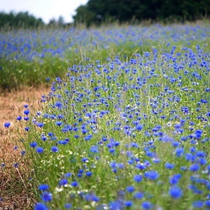 Bachelor Button, Tall Blue Seeds