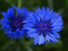 Load image into Gallery viewer, Bachelor Button, Tall Blue Seeds
