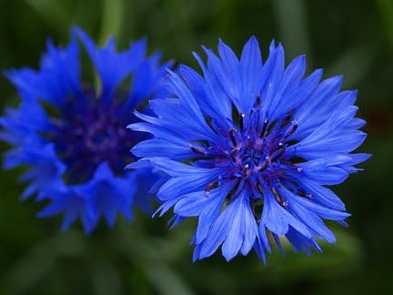 Bachelor Button, Tall Blue Seeds