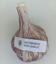 Load image into Gallery viewer, VIETNAMESE RED HARDNECK PLANTING GARLIC
