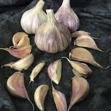 Load image into Gallery viewer, VIETNAMESE RED HARDNECK PLANTING GARLIC
