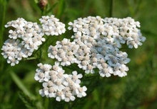 Load image into Gallery viewer, White Yarrow Seed
