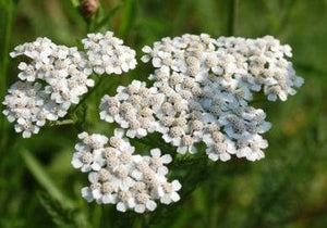 White Yarrow Seed