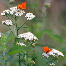 Load image into Gallery viewer, White Yarrow Seed
