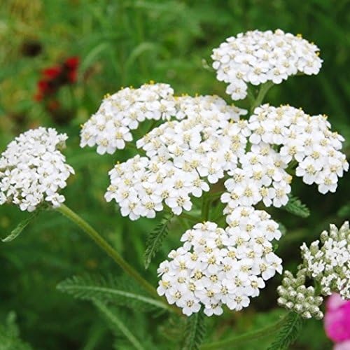 White Yarrow Seed