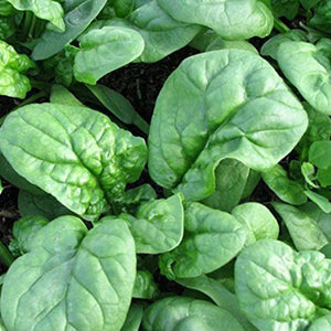 SPINACH, BLOOMSDALE