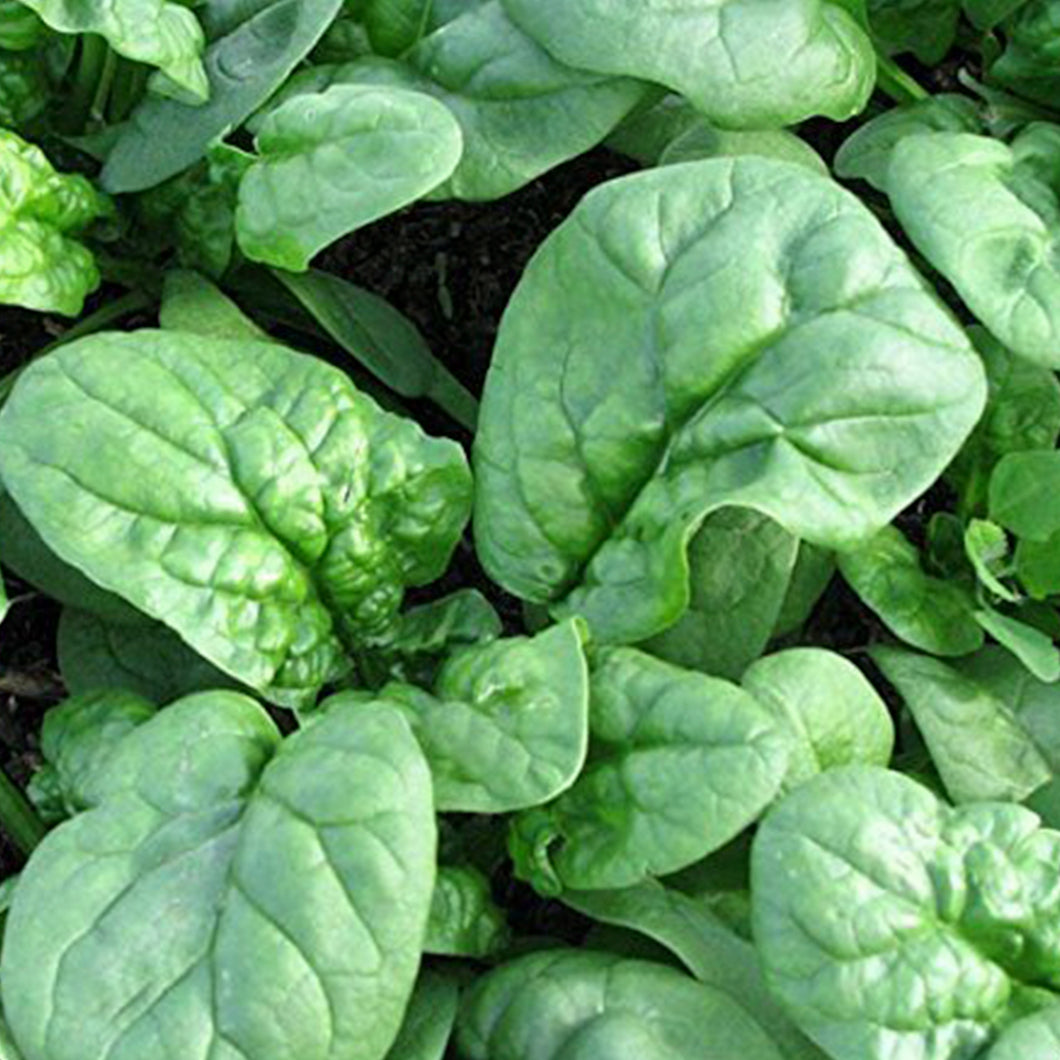 SPINACH, BLOOMSDALE
