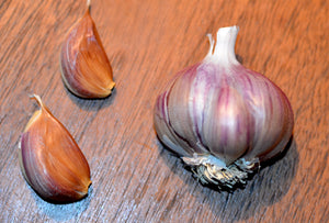 KILLARNEY RED HARDNECK PLANTING GARLIC