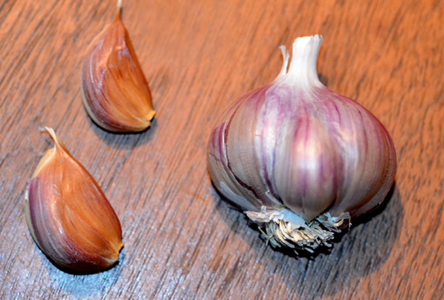 KILLARNEY RED HARDNECK PLANTING GARLIC