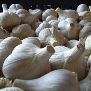 xxx SOLD OUT NORTHERN WHITE HARDNECK PLANTING GARLIC