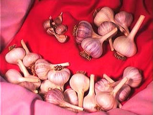 XXX SOLD OUT SAMPLER OF CULINARY GARLIC