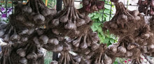 Load image into Gallery viewer, XXX SOLD OUT ROMANIAN RED HARDNECK PLANTING GARLIC
